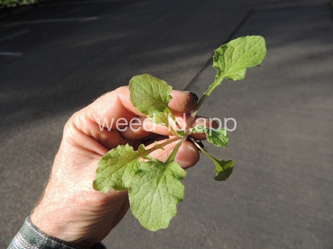 nipplewort